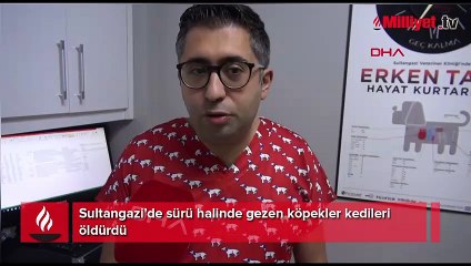 Sultangazi'de sürü halinde gezen köpekler kedileri öldürdü
