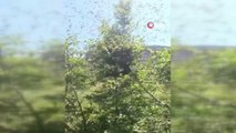 Siirt'te çam ağacına oğul veren arılar kovana alındı