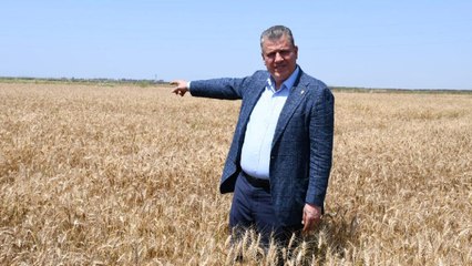 Buğdayda ithalat skandalı: CHP'li vekil Hindistan'dan 55 bin ton buğday ithalatının belgesini paylaştı
