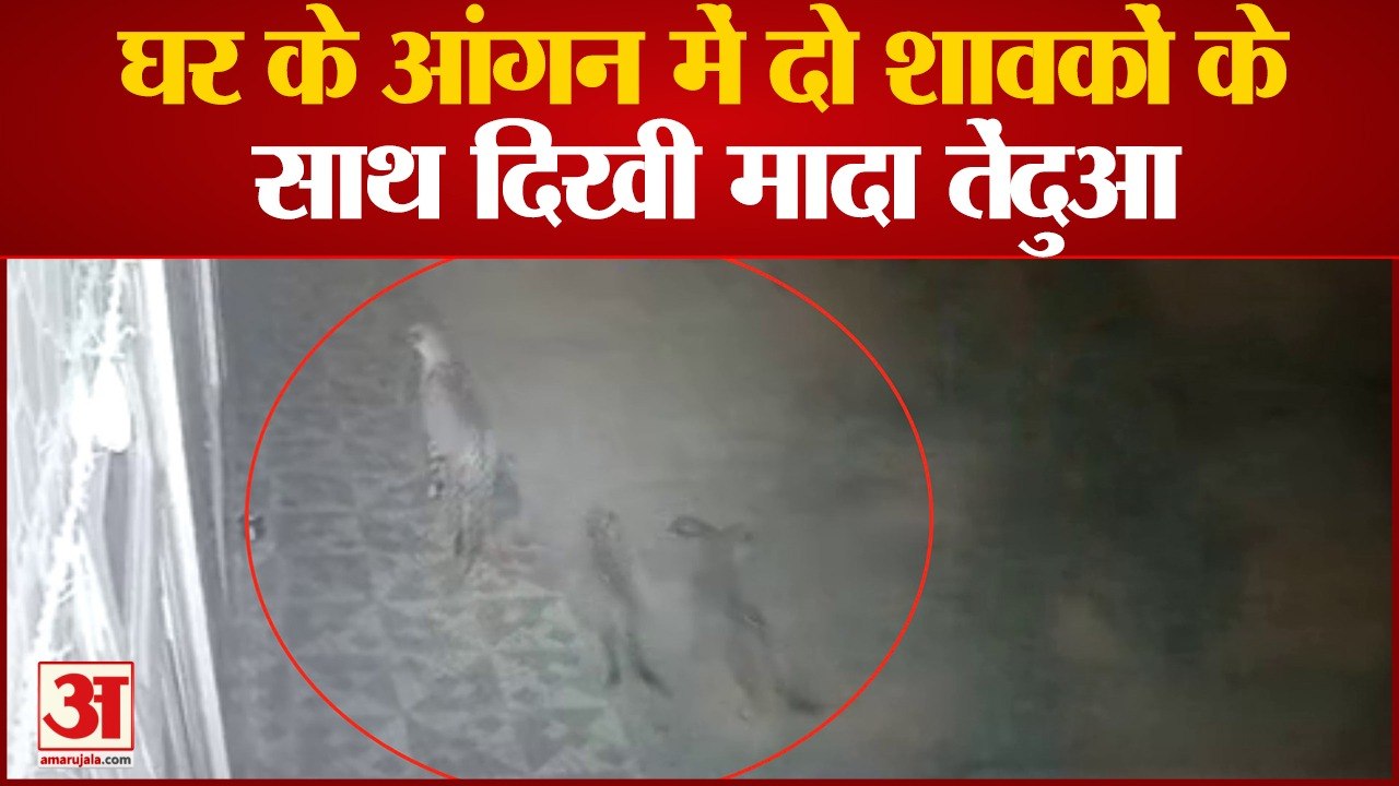 जंगल से खाने की तलाश में शावकों के साथ घर के आंगन तक पहुंच गई मादा तेंदुआ |Leopard Shimla Himachal|