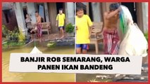 Banjir Rob Semarang, Warga Panen Ikan Bandeng Langsung Depan Rumah: Bawa Berkah?