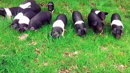 Nama dan Suara Hewan Ternak  Suara Binatang Animasi  Pembelajaran Anak anak