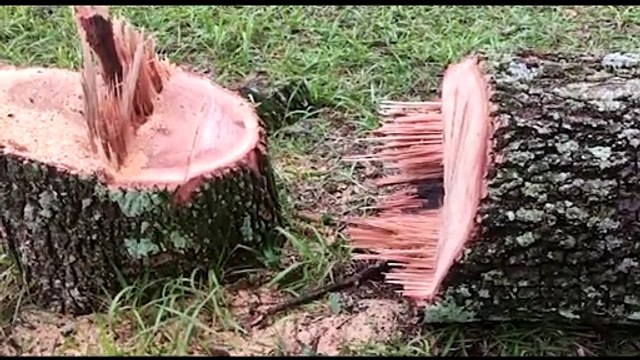 Derrubada de árvores no Ciro Nardi preocupa frequentadores; Secretaria de Meio Ambiente explica