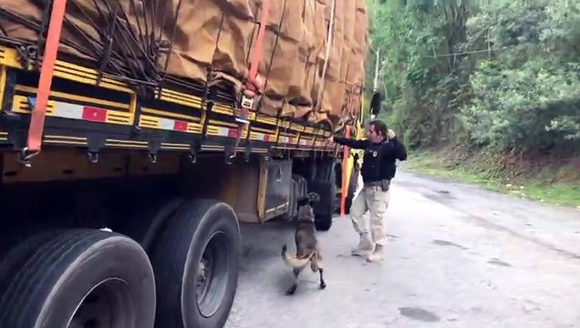 Mais de 3 toneladas de maconha são apreendidas em caminhão no Sul do Estado