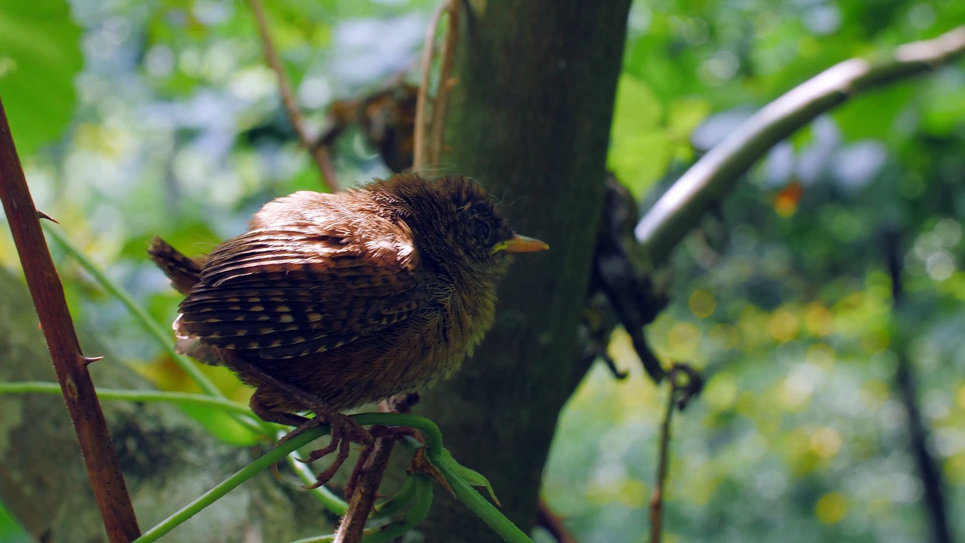 ⁣Beautiful bird chickens good-sounding chickens