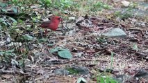 Beautiful canary, beautiful nightingale, good-sounding bird