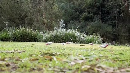 Beautiful flying parrot parrot eating seeds