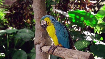 Beautiful parrot in the forest