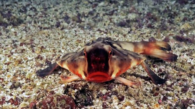 20 Animais estranhos que você não conhecia até Agora (1)