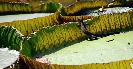 Equators Wild Secrets S01 E06