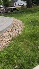 German Shepherd Splashes in Tub of Water