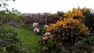 An Irish scene: lambs by a stream and the whin bush in bloom , north Inishowen, Donegal, Ireland