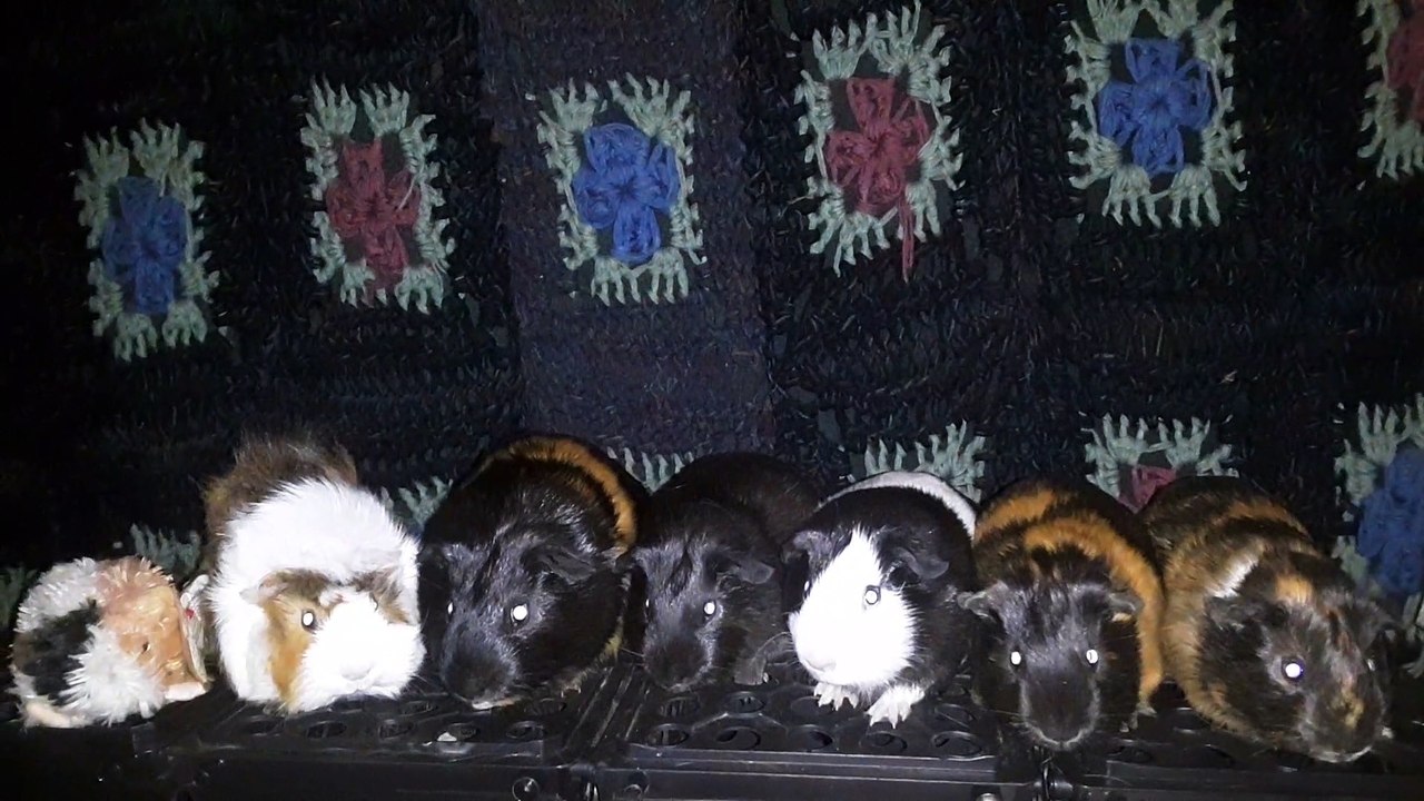 CAVIA PORCELLUS DAVID 20210529_030609