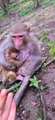 Baby monkey enjoys sucking fingers