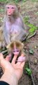 Baby monkey enjoys sucking fingers 4