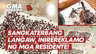 Sangkaterbang langaw, inirereklamo ng mga residente sa Batangas! | GMA News Feed