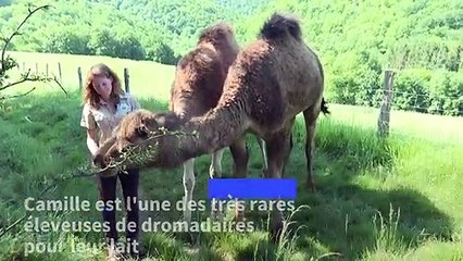 Dans le Tarn, une tailleuse de pierre devenue éleveuse de dromadaires