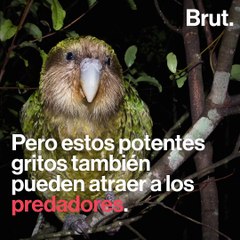 El loro más pesado del mundo y sus particularidades