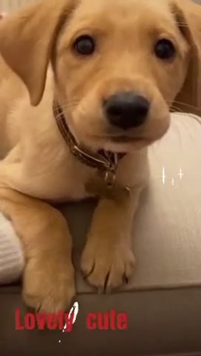 Young puppy