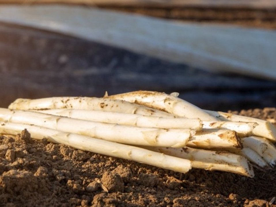 'Lass stecken!': Darum enttäuscht der deutsche Spargel seine Bauern