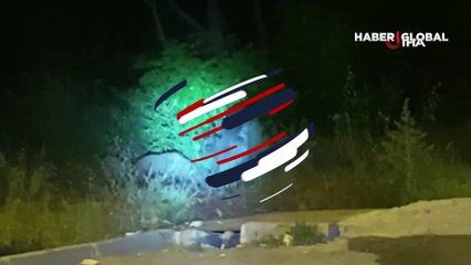 Arnavutköy'de domuz sürüsü yola indi