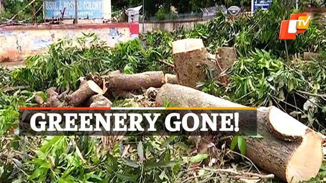 Bhubaneswar: 870 Trees To Be Chopped Down For MLA Apartment Complex
