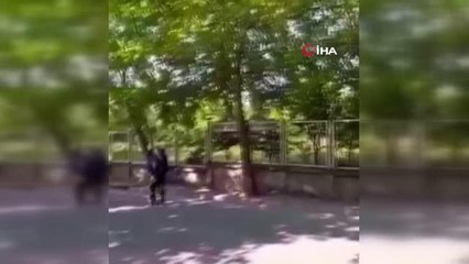 Yavrularını korumak isteyen kargalar, vatandaşa zor anlar yaşattı