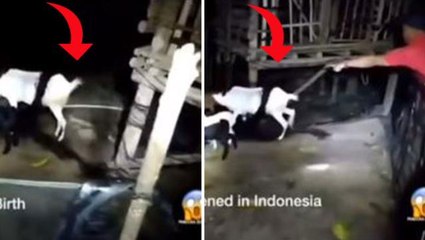 Dünya, Endonezya'dan gelen görüntülerle hayrete düştü! Gece ahıra girip keçiyi ölümüne sarmış
