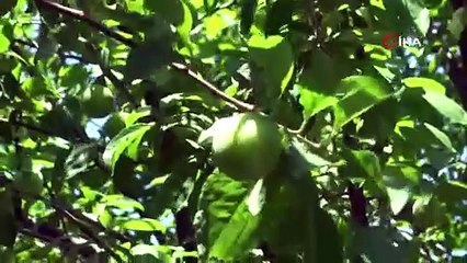 Meşhur İznik papaz eriği hasadı gün sayıyor