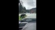 Cet ours méprise vraiment les automobilistes... aucun respect pour eux
