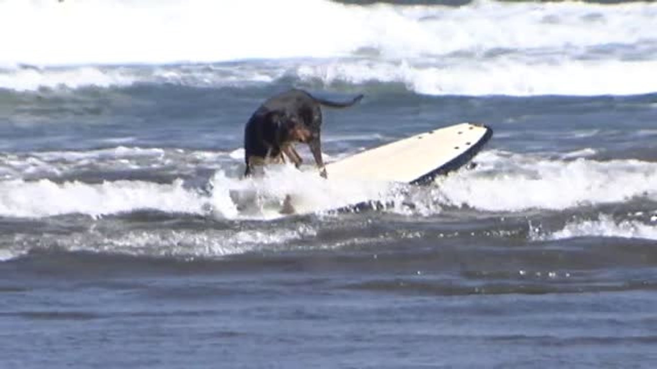 La playa asturiana de Salinas acoge la primera competición de surf canino de Europa