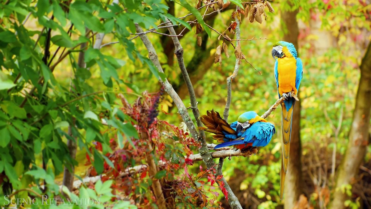 Animals of South America 4K - Scenic Wildlife Film With Calming Music
