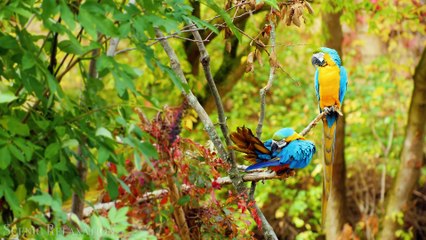 Animals of South America 4K - Scenic Wildlife Film With Calming Music