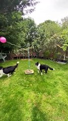 Border Collies Play Tetherball