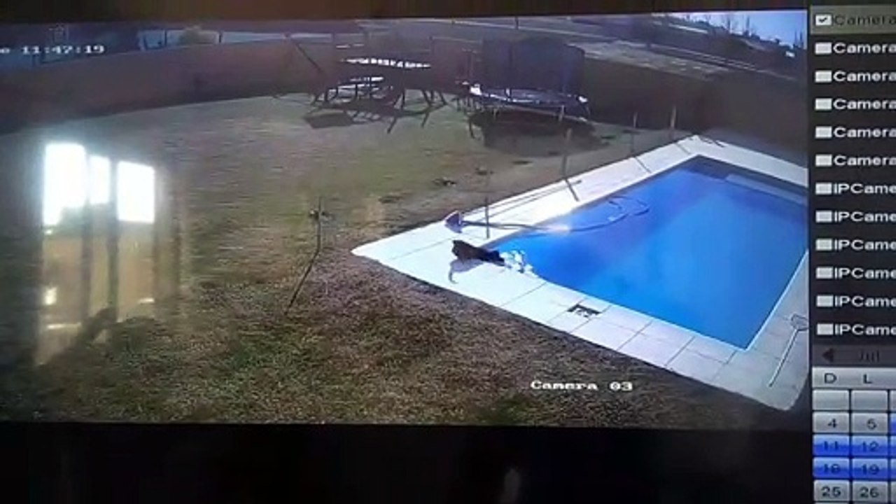 Boy Saves Dog From Drowning in Pool
