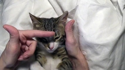 Cute Little Cat Puts His Paws Behind the Ears