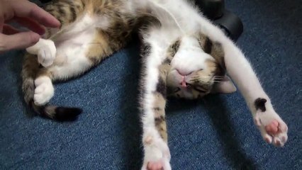 Paws Up or I will Shoot, Kitty