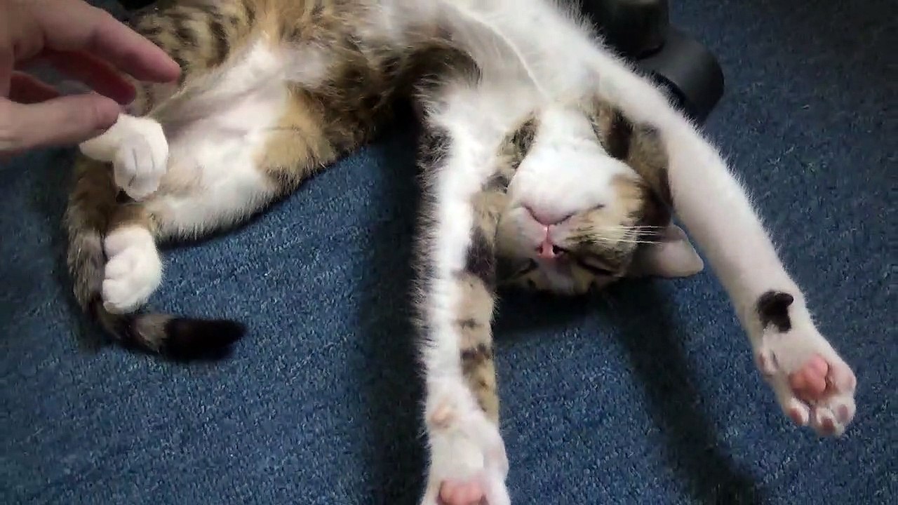 Paws Up or I will Shoot, Kitty