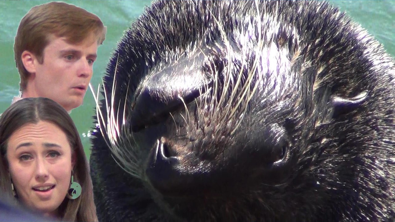 4 Winds Handel Acis n  Galatea  music, South Sapphire Coast,  Bermaqui, BenBal22.12, 16, Apr 2022