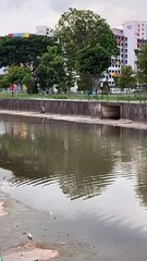 Bird Dives Into Water to Find Its Food