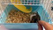 New home for Hamsters  Hamster Anna
