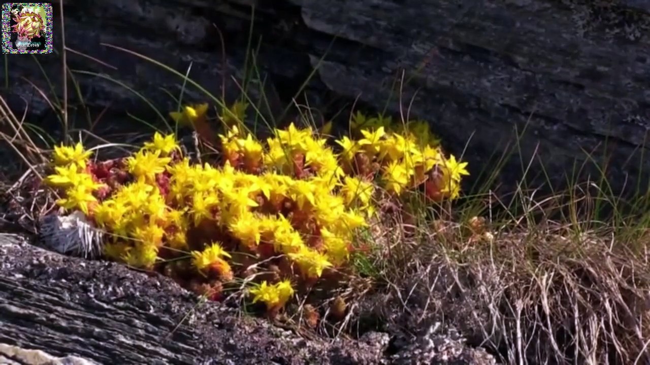 KRISIS PARUH BAYA