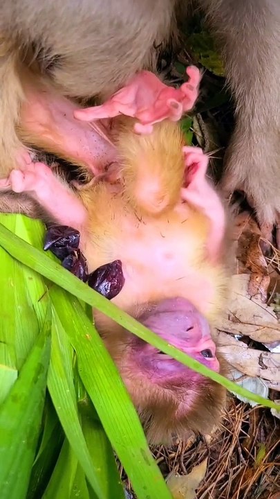 Baby monkey cute animals 22