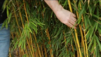 Jardin - Le bambou tient le coup