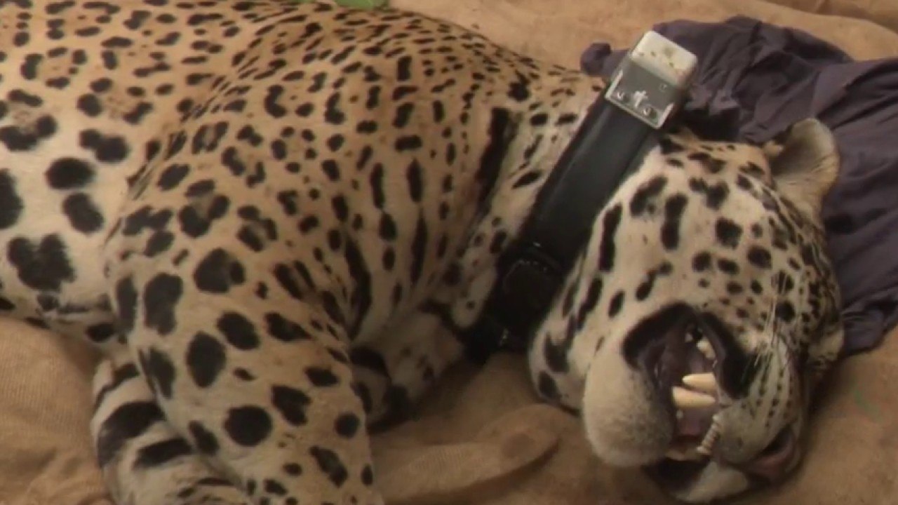 Fenêtre sur les Outre-mer - Guyane : un jaguar dans le jardin d'un particulier