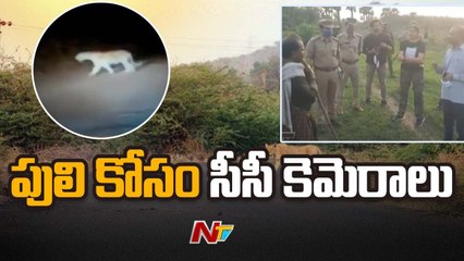 Tiger Hulchal in Kakinada Dist _ Ntv