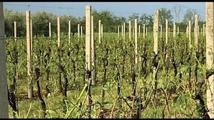 Il sindaco di Asolo sotto choc: «Dai vigneti agli ulivi, è tutto distrutto. Spazzato via il lavoro d