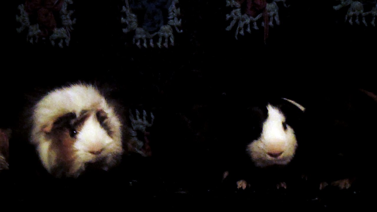 CAVIA PORCELLUS DAVID 102_8555