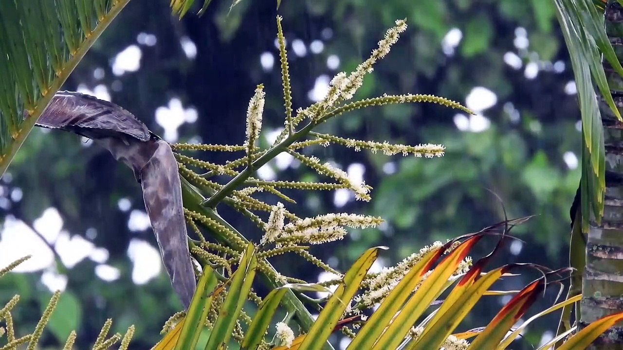 Terapi Suara Hujan
