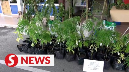 Remand of ex-diplomat's son extended by five days over ganja cultivation
